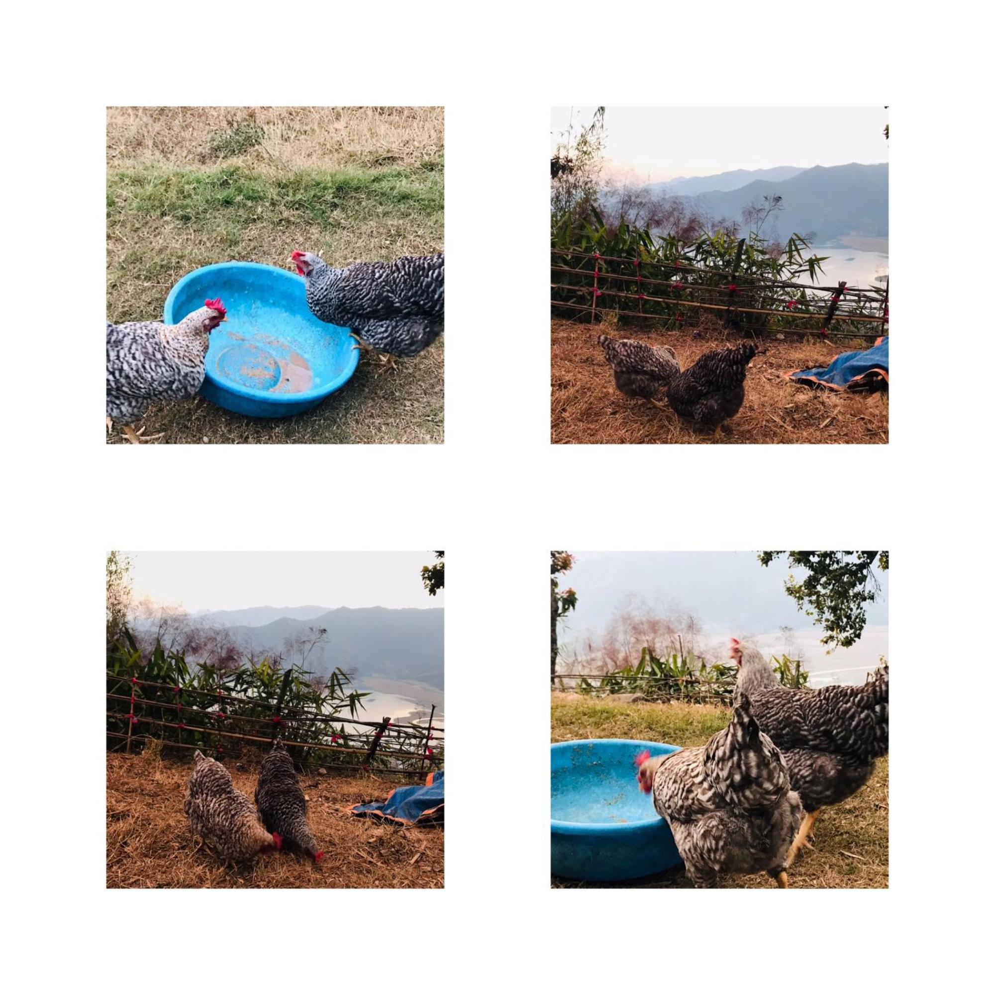 Hom'S Homestay & Farmstay Sarangkot Pokhara Esterno foto